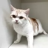 スコティッシュフォールド(立ち耳)【山形県・女の子・2025年1月5日・レッドタビー&ホワイト】の写真3