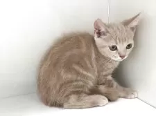 スコティッシュフォールド(立ち耳)【山形県・男の子・2025年7月7日・クリームタビー】の写真3