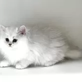 ペルシャ(チンチラ)【山形県・男の子・2025年8月12日・チンチラシルバー】の写真3