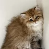 ペルシャ(チンチラ)【山形県・女の子・2025年8月12日・チンチラゴールデン】の写真4