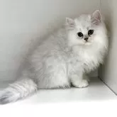 ペルシャ(チンチラ)【山形県・男の子・2025年8月12日・チンチラシルバー】の写真4