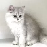 ペルシャ(チンチラ)【山形県・女の子・2025年5月21日・チンチラシルバー】の写真4