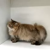 ペルシャ(チンチラ)【山形県・女の子・2025年5月21日・チンチラゴールデン】の写真5