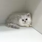 ペルシャ(チンチラ)【山形県・男の子・2025年8月12日・チンチラシルバー】の写真5