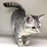 アメリカンショートヘアー×ペルシャ【山形県・女の子・2024年8月15日・シルバータビー】の写真5