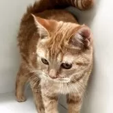 スコティッシュフォールド(立ち耳)【山形県・女の子・2025年7月7日・レッドタビー】の写真5