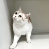 スコティッシュフォールド(立ち耳)【山形県・女の子・2025年1月5日・レッドタビー&ホワイト】の写真6