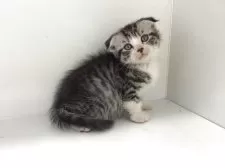 スコティッシュフォールド(折れ耳)【山形県・男の子・2025年4月5日・シルバータビー&ホワイト】の写真7