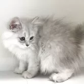 ペルシャ(チンチラ)【山形県・女の子・2025年5月21日・チンチラシルバー】の写真7