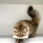 ペルシャ(チンチラ)【山形県・女の子・2025年5月21日・チンチラゴールデン】の写真7