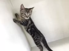 スコティッシュフォールド(立ち耳)【山形県・男の子・2025年7月7日・ブラウンタビー】の写真8