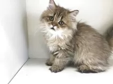 ペルシャ(チンチラ)【山形県・女の子・2025年5月21日・チンチラゴールデン】の写真9