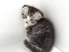 スコティッシュフォールド(折れ耳)【山形県・男の子・2025年4月5日・シルバータビー&ホワイト】の写真9