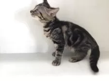 スコティッシュフォールド(立ち耳)【山形県・男の子・2025年7月7日・ブラウンタビー】の写真9