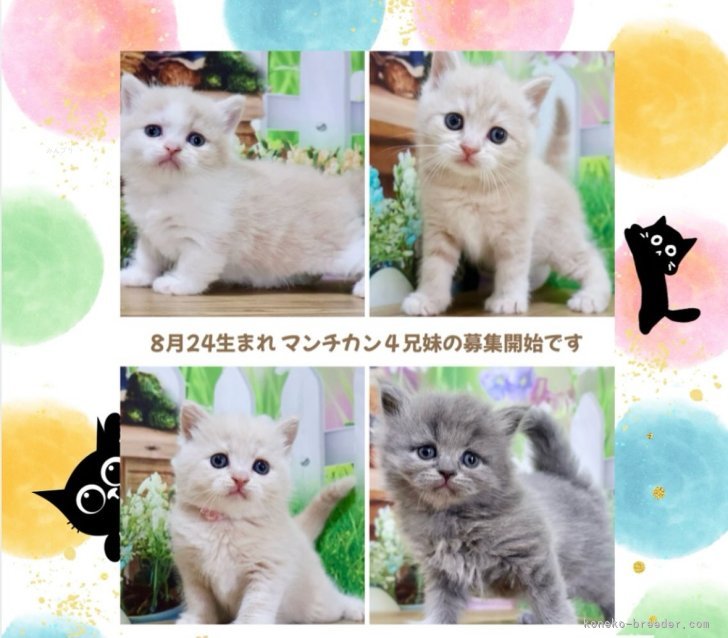 善家薫ブリーダーのブログ：マンチカンのラピスちゃんベビー４兄妹の募集開始です🥰
