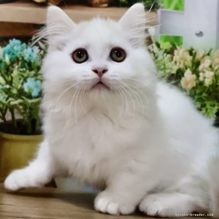 ID:2310-02965の子猫