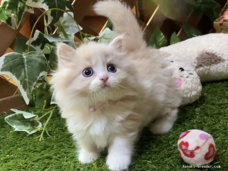 ID:2004-01668の子猫