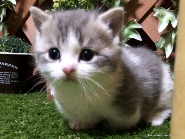 ID:1812-00645の子猫