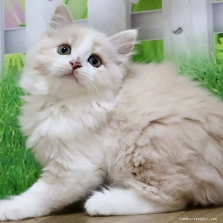 ID:2308-01980の子猫