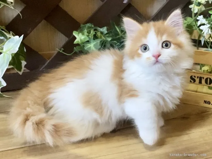 ID：2205-01478の子猫
