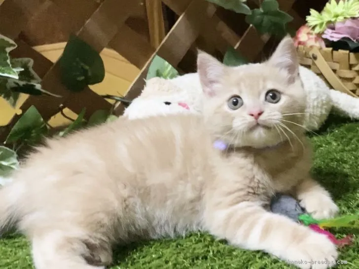 ID:2003-01523の子猫