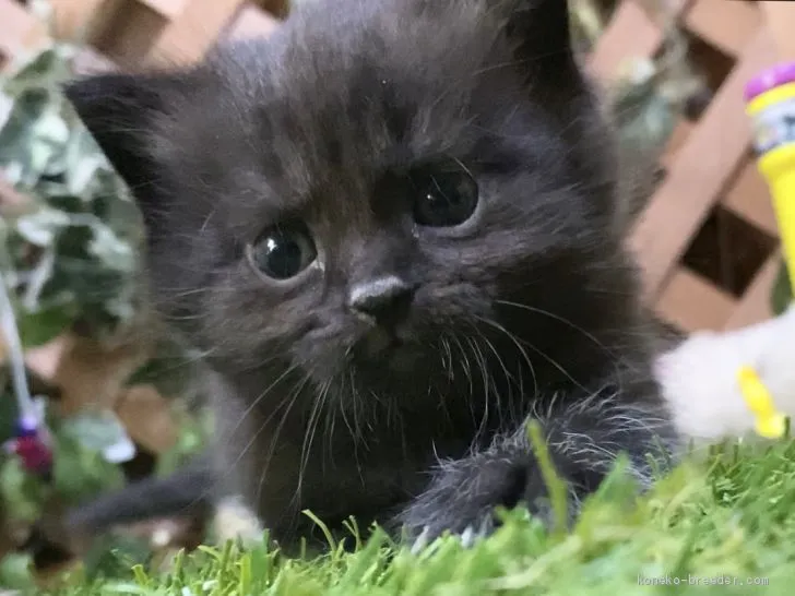 ID:2005-00795の子猫