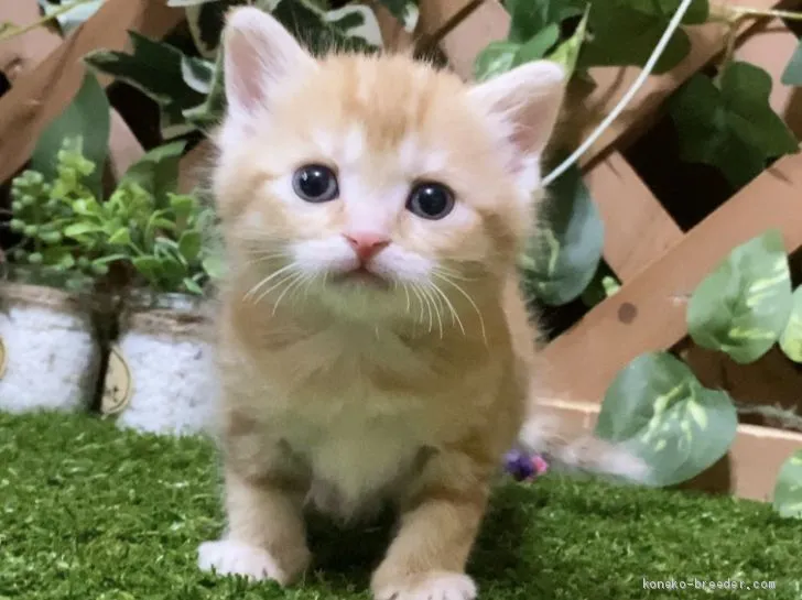 ID:2003-00787の子猫
