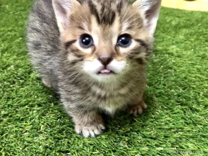 ID:1808-00192の子猫
