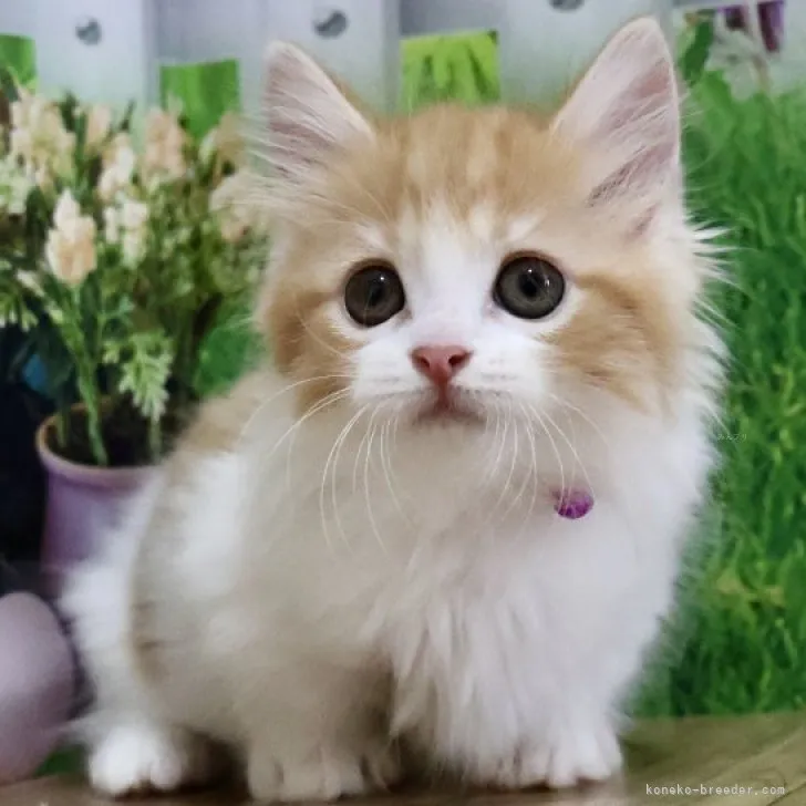 ID:2309-00182の子猫