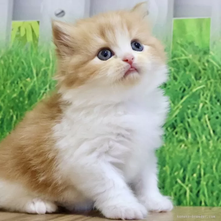 ID:2411-02780の子猫