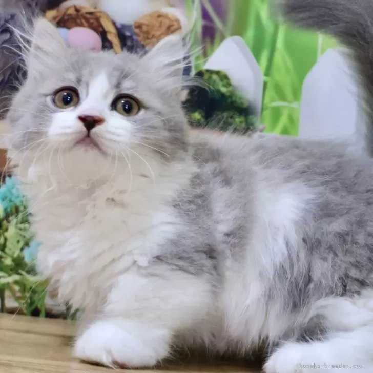 ID:2405-02334の子猫