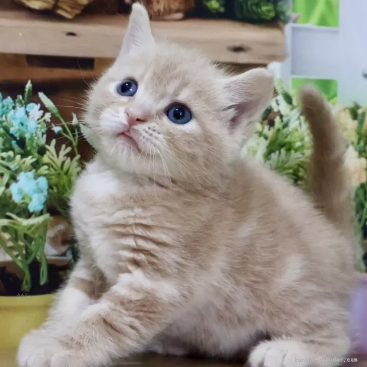 ID:2404-03558の子猫