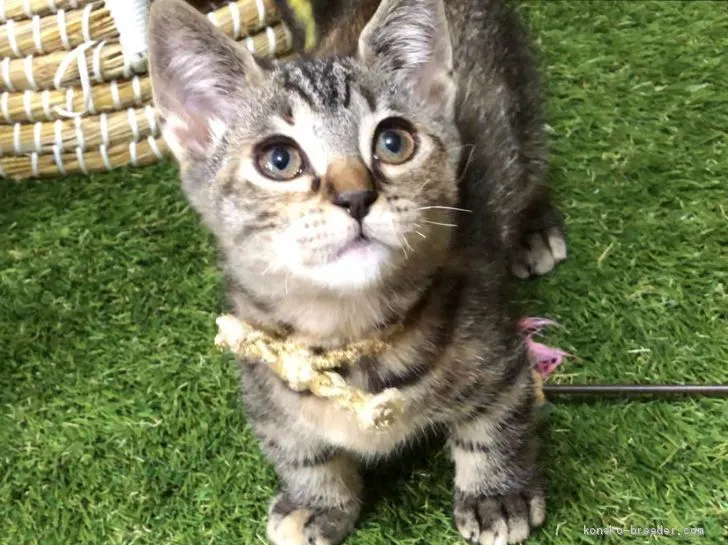 ID:1903-00499の子猫