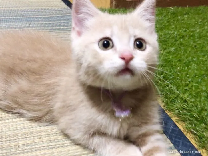 ID:1910-00003の子猫