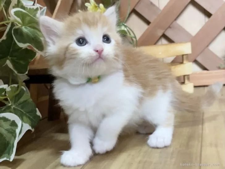 ID:2107-00621の子猫