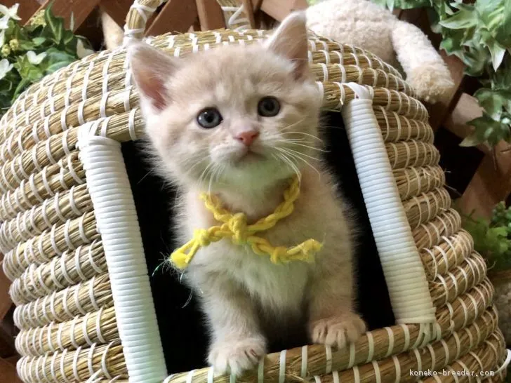 ID:1904-00968の子猫
