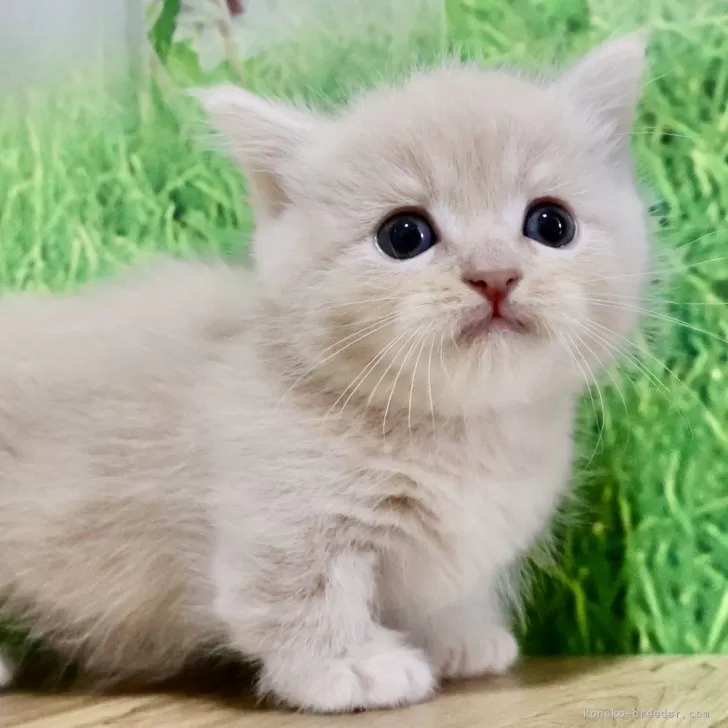 ID:2410-00900の子猫