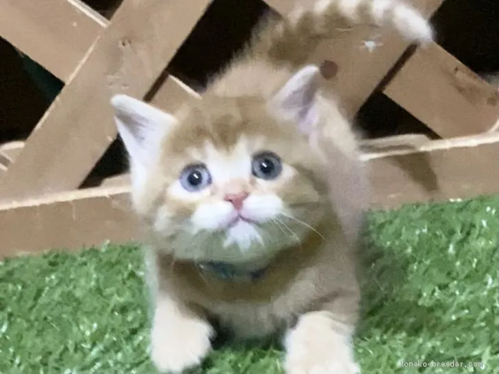 ID:2011-01971の子猫
