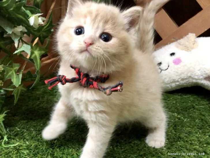 ID：1902-00447の子猫