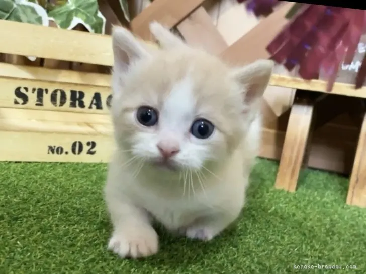 ID:2103-02098の子猫