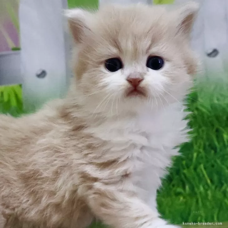 ID：2403-02627の子猫