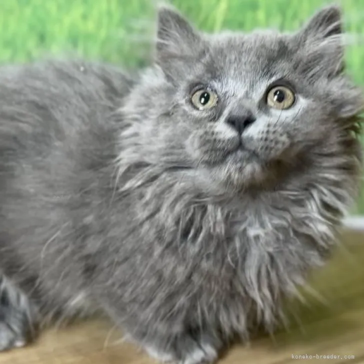 ID:2307-01786の子猫