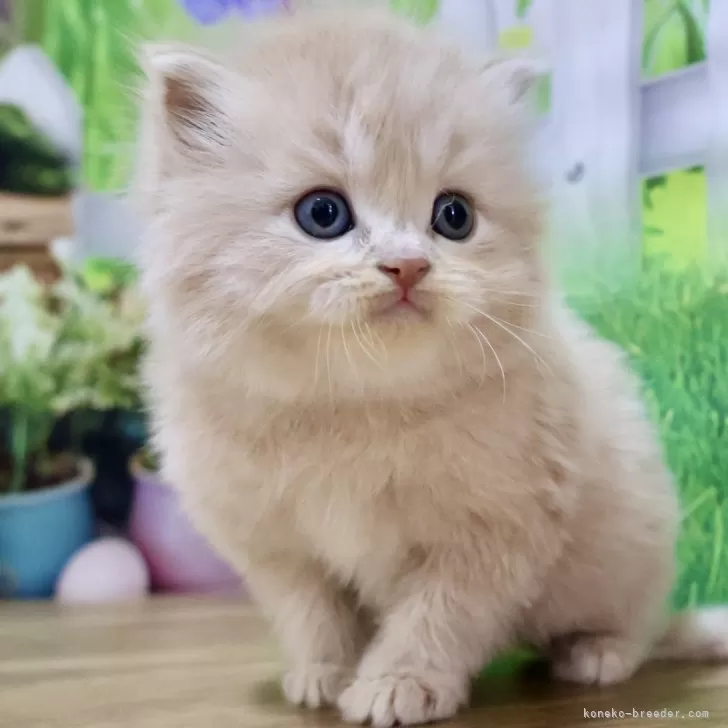 ID：2412-00537の子猫