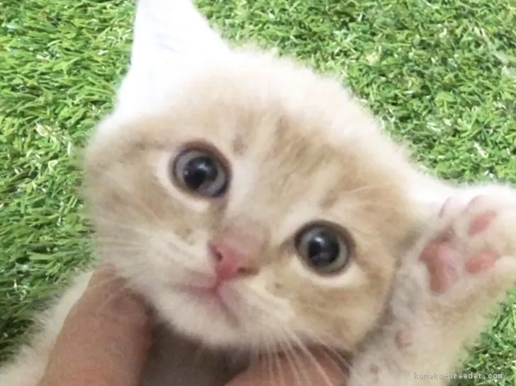 ID:1810-00589の子猫