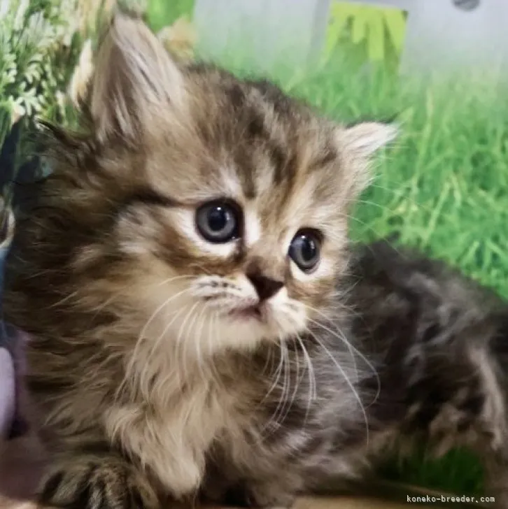 ID:2308-02372の子猫