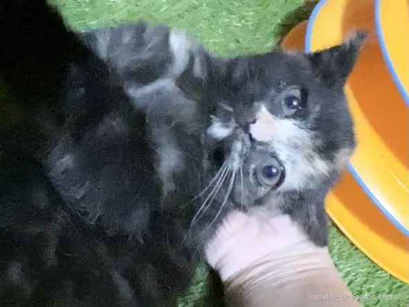 ID:2010-00301の子猫