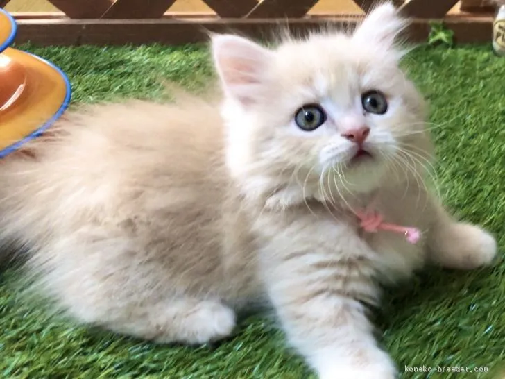 ID:1910-00005の子猫