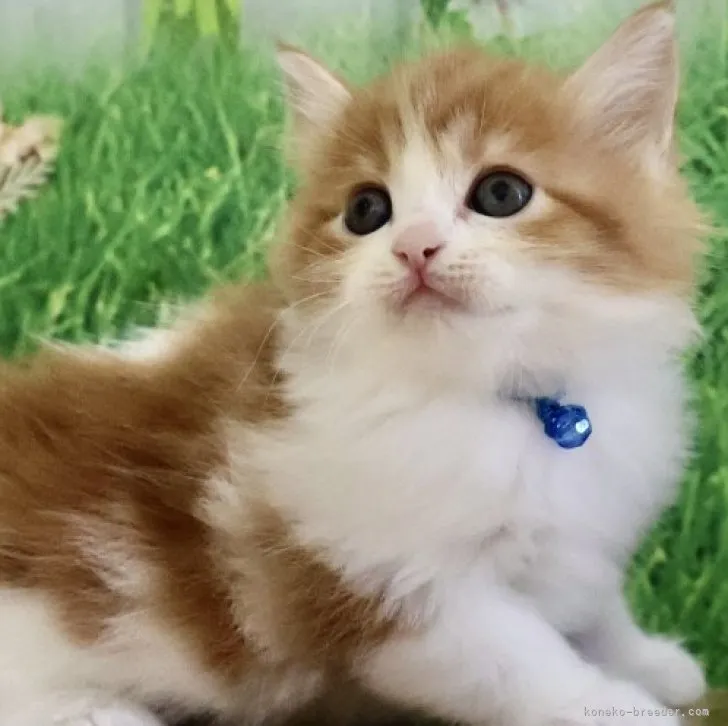 ID:2309-00179の子猫