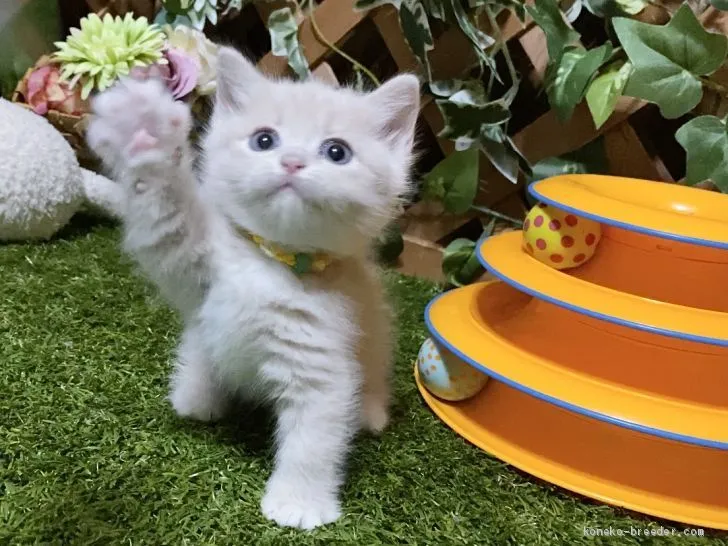 ID:2004-01670の子猫