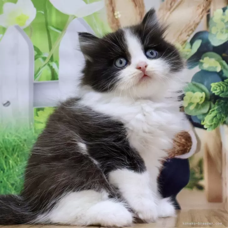 ID:2404-03682の子猫